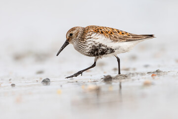 Dunlin (Calidris alpina) walking on the shore, North Uist, Outer Hebrides, Scotland