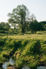 small stream at dawn in summer