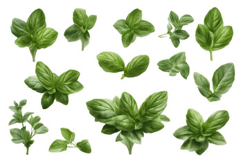 Set of healthy herbs elements Fresh basil isolated on transparent background