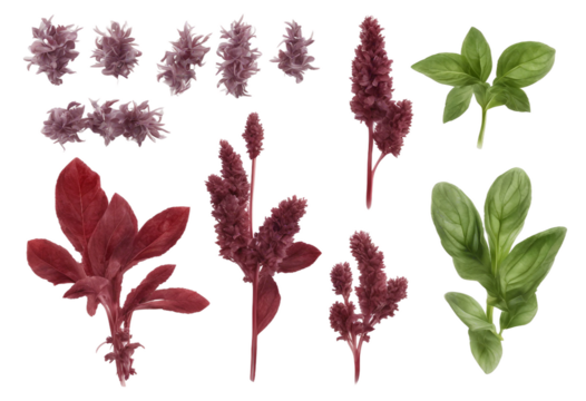 Set of healthy herbs elements Red basil isolated on transparent background