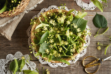 Wicker basket full of fresh linden or Tilia cordata flowers and leaves harvested in spring