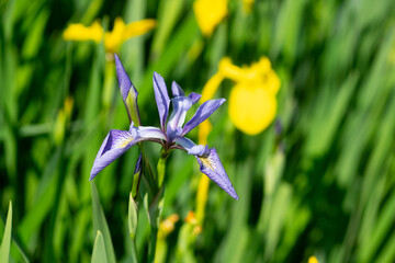 Rare Purple Iris Flower Surrounded By Yellow Flag Iris