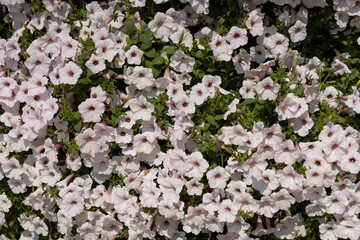 Pink petunias in the flower garden. Many pink flowers are full bloom. Family name Solanaceae, Scientific name Petunia. Nature background