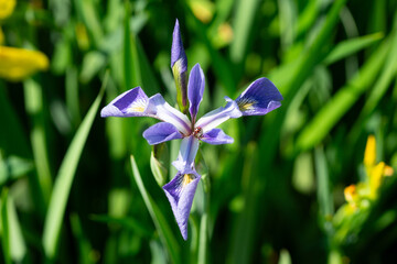 Lady Bug On Rare Purple Iris Flower