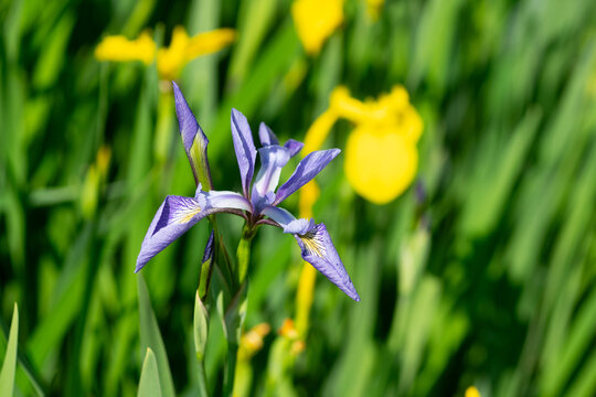 Rare Purple Iris Flower Surrounded By Yellow Flag Iris