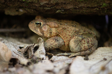 Frog Toad Taking Cover Under Log In Forest