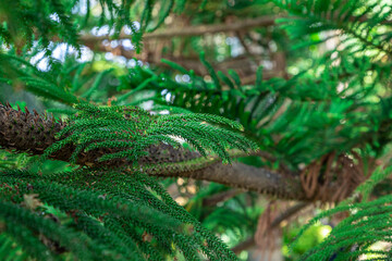 green branches of the Araucaria tree