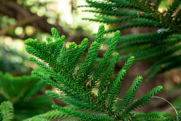 green branches of the Araucaria tree
