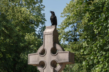 A raven sits on a celtic cross