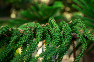 green branches of the Araucaria tree