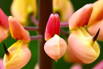 kolory łubinu © jholy