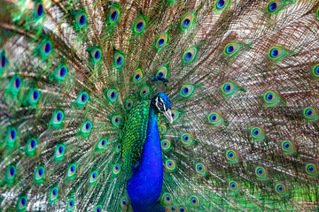 Obraz premium peacock with a beautiful tail