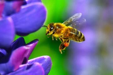 pszczoła w locie 2 © jholy