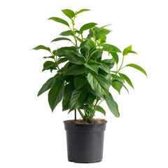 [Transparent Background PNG]Green plant in a black pot on black background