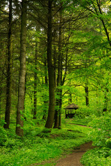 Obraz premium footpath in the forest