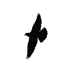 pigeon silhouette, illustration, eps vector