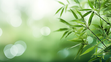 Bamboo leaves. The sun is shining through the leaves. Leaves are green and lush.