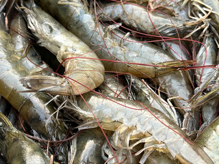 fresh shrimps in the market