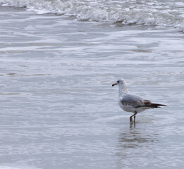 Seagull on the beach