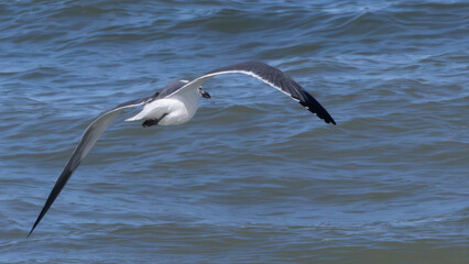 Seagull flying over the ocean