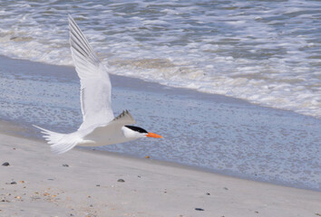 Seagull flying over the beach