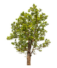 Green tree isolated on transparent background with clipping path and alpha channel.