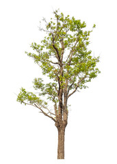 Obraz premium Green tree isolated on transparent background with clipping path and alpha channel.
