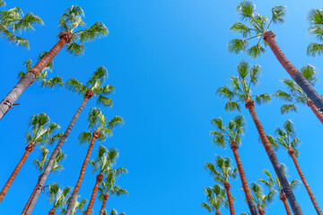 Group of Tall Palm Trees Against a Blue Sky