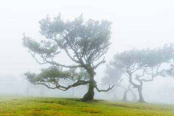 foggy, ethereal morning at Fanal forest on the island of Madeira