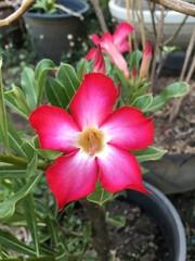 beautiful pink Adenium flowers in the garden
