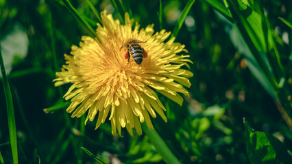 a bee on a yellow flower in the grass covered with green