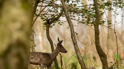 an animal is standing in the woods and there's no image here to provide