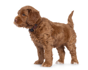 Cute Labradoodle aka Cobberdog pup, standing up side ways. Looking side ways away from camera with...