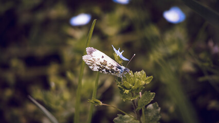 a moth on a flower in a garden next to other plants