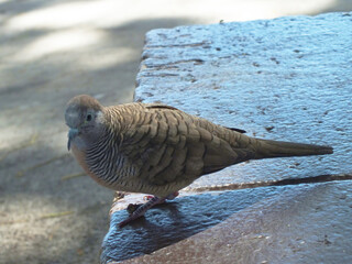 チョウショウバト