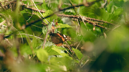 a red and black butterfly perched on top of some leaves