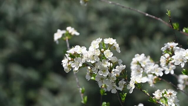 Blooming white cherry flowers branch in spring at backyard garden