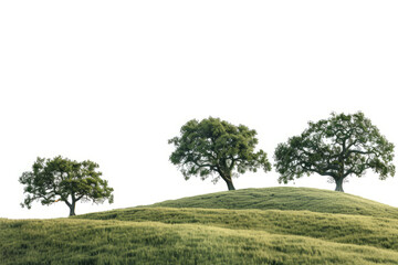panoramic landscape of rolling hills covered with ancient oak trees, under a dramatic sky, highlighting the wood grain in tree trunks.