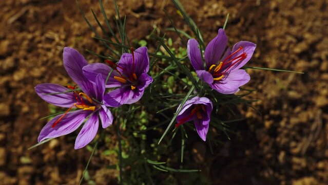 Springtime close-up view of violet saffron crocuses. Timelapse of the flowers from closed to open in the daytime sun. Bees flying on the flowers.