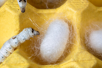 The silkworm first starts to spin a hammock of silk to support the cocoon. The hammock is a loose,...