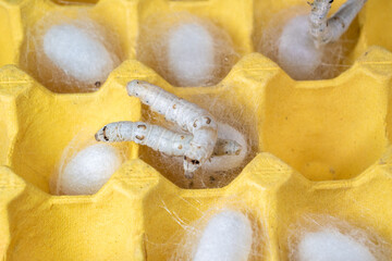 The silkworm first starts to spin a hammock of silk to support the cocoon. The hammock is a loose,...