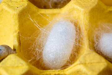 The silkworm first starts to spin a hammock of silk to support the cocoon. The hammock is a loose,...