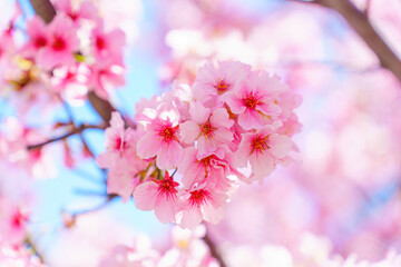 Blooming Sakura Background