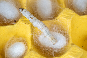 The silkworm first starts to spin a hammock of silk to support the cocoon. The hammock is a loose,...