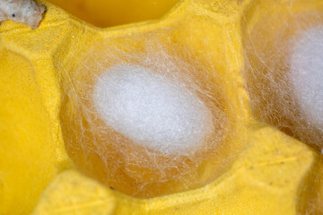 The silkworm first starts to spin a hammock of silk to support the cocoon. The hammock is a loose,...