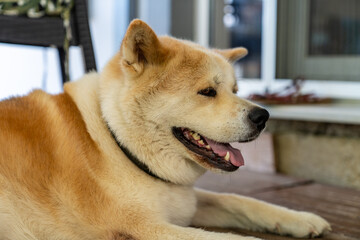 Chow Chow dog lying on the porch in front of the house.