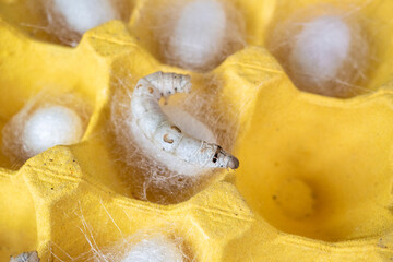The silkworm first starts to spin a hammock of silk to support the cocoon. The hammock is a loose, irregular protective network of silk in which the cocoon will be suspended.