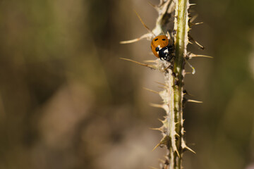 insect, animal, nature, closeup, fauna, spring, light, plant, st