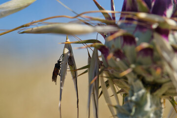 insect, animal, nature, closeup, fauna, spring, light, plant, st