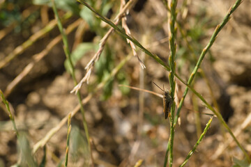 insect, animal, nature, closeup, fauna, spring, light, plant, st